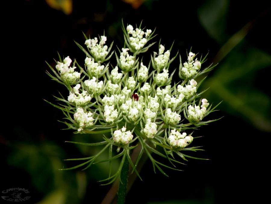 Cuminum cyminum flower