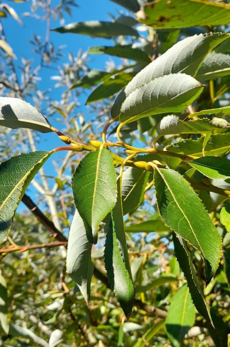 Salix disperma — houseplant care guide