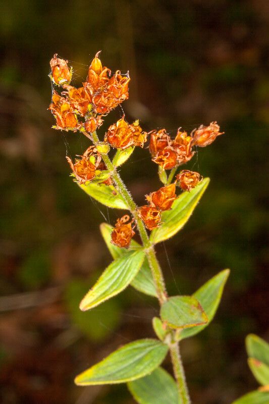 Hypericum hirsutum fruit