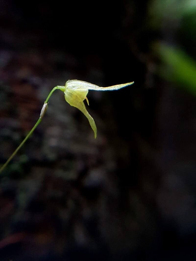 Specklinia recula flower