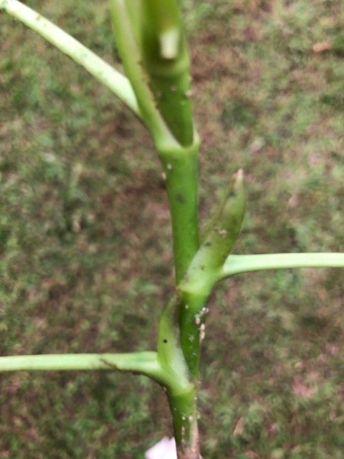 Schefflera brenesii — search result for 'Araliaceae'