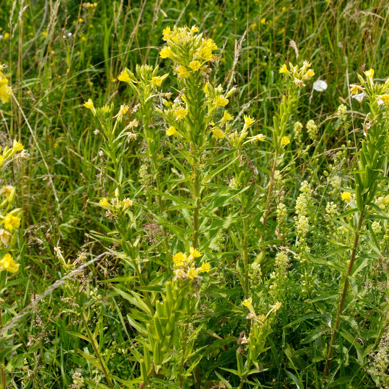 Oenothera deflexa habit