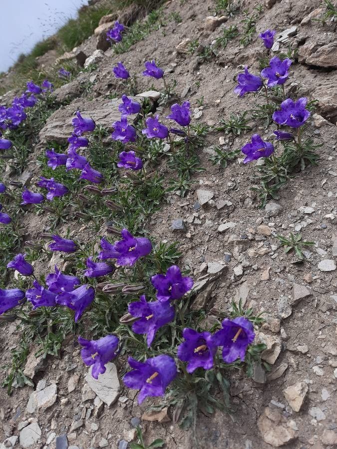 Campanula alpestris habit
