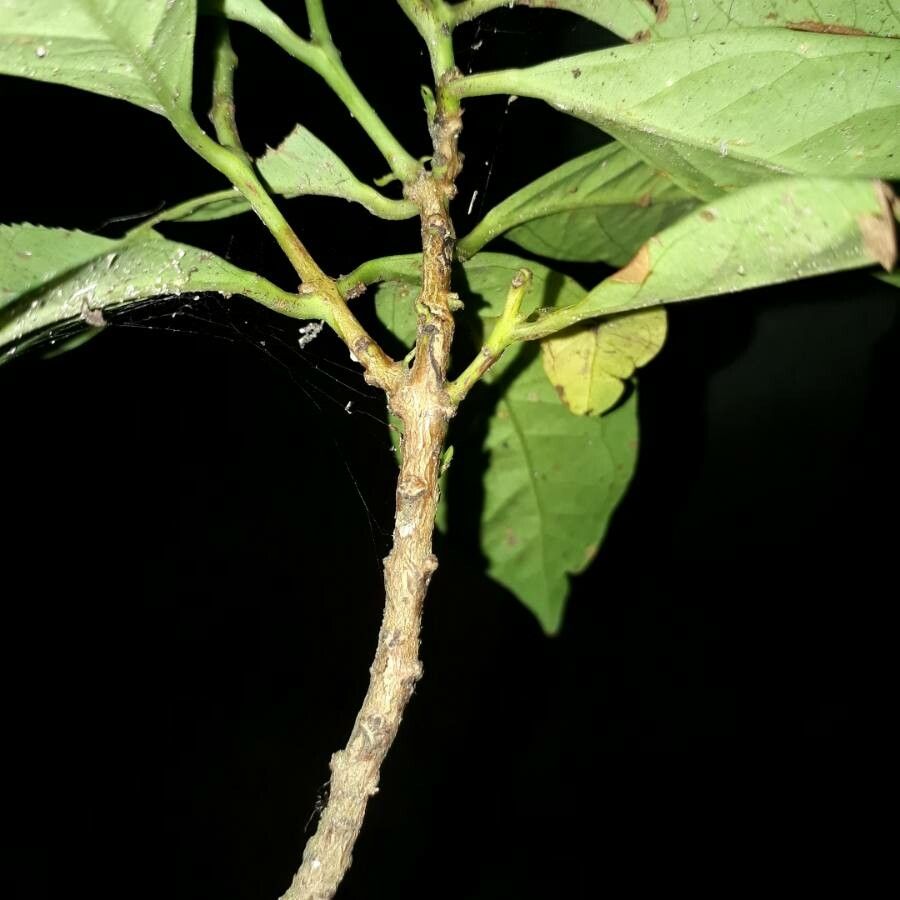 Syzygium polyanthum bark