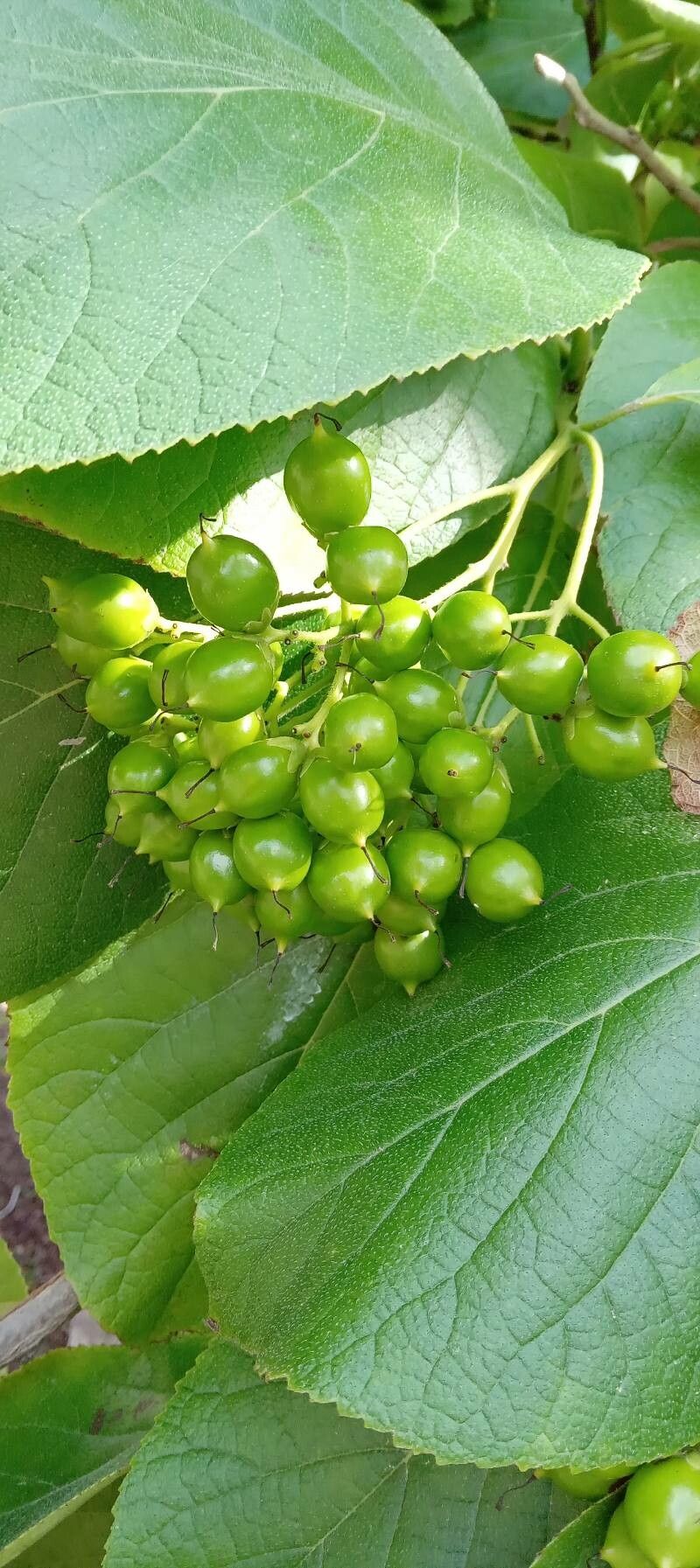 Ehretia dicksonii fruit
