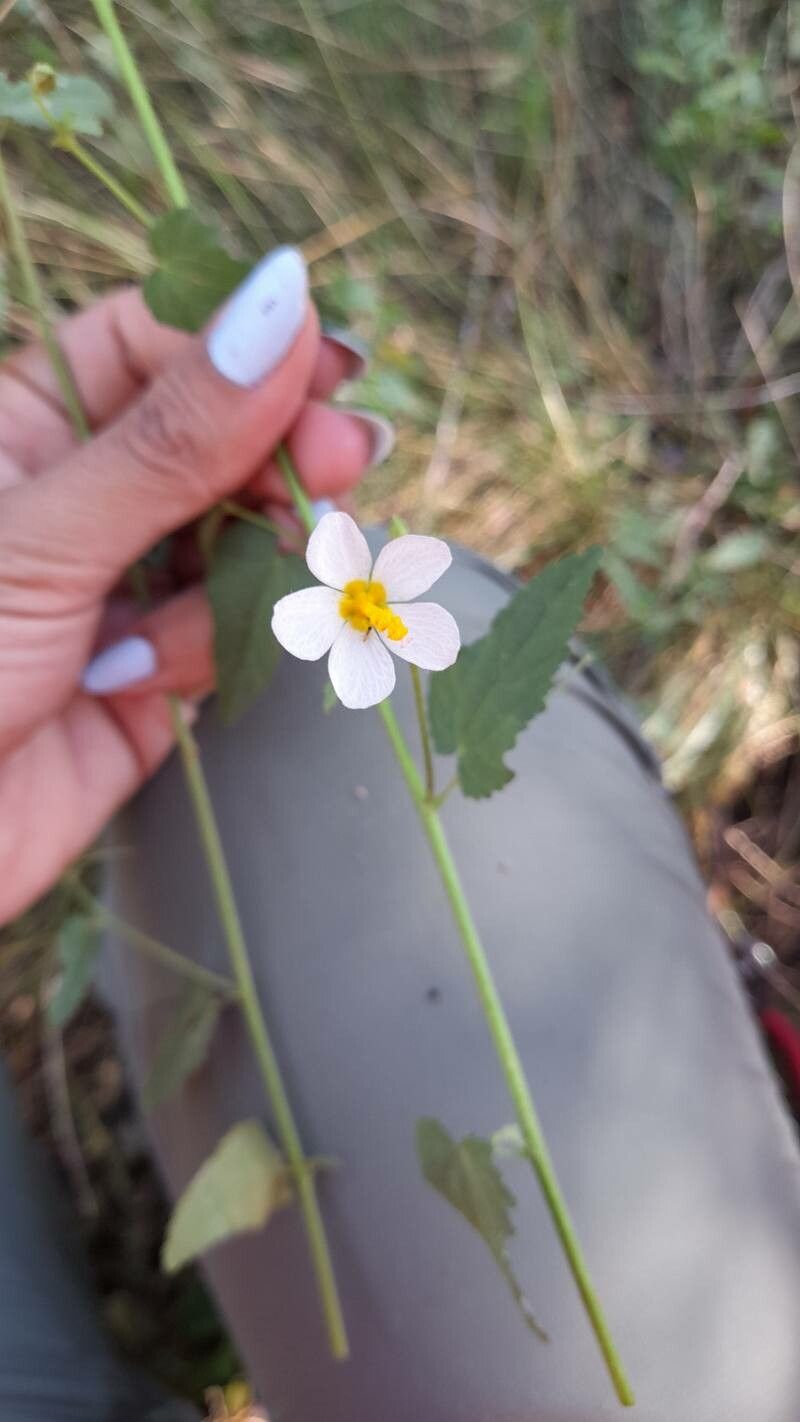 Kosteletzkya depressa — related species from the same genus