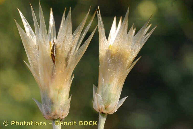 Catananche lutea fruit