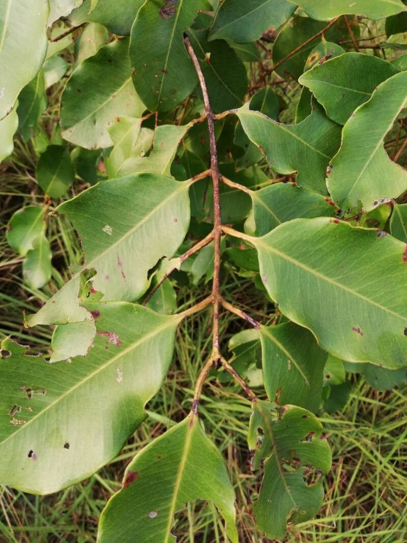 Syzygium brazzavillense — houseplant care guide