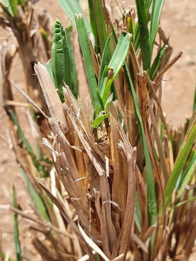 Setaria sphacelata leaf
