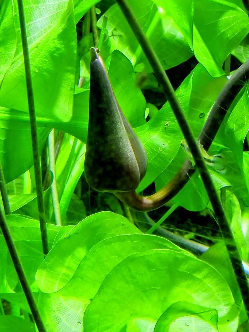 Nymphaea rudgeana habit