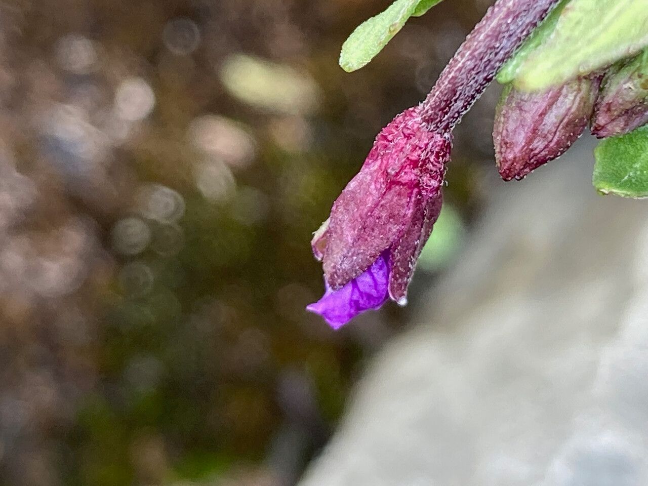 Epilobium denticulatum flower
