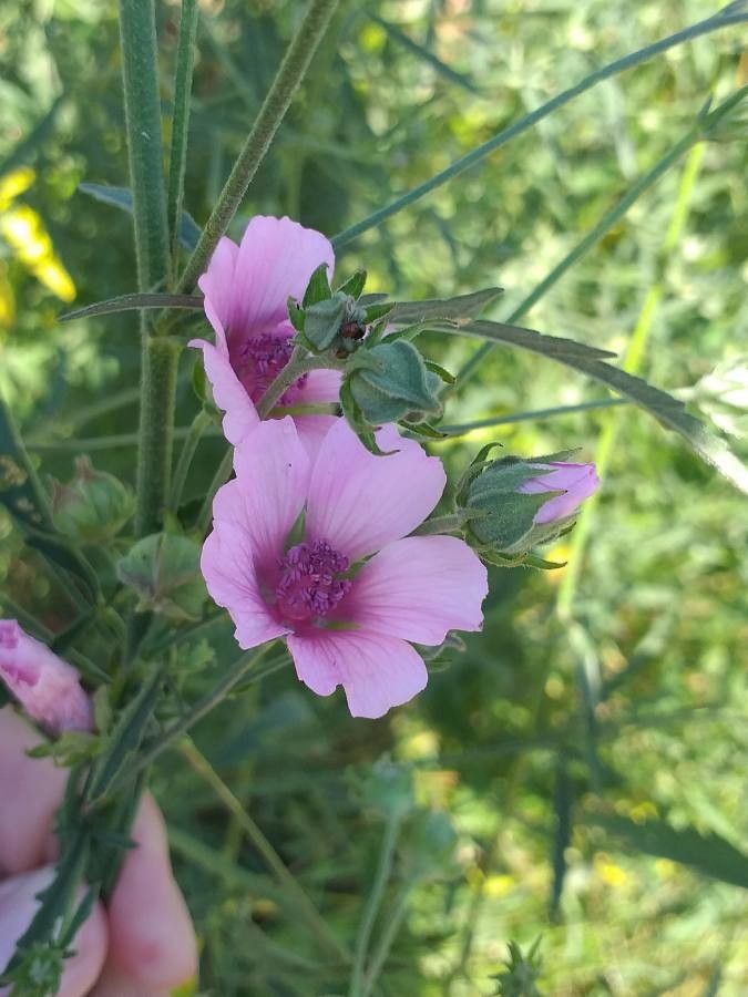 Althaea cannabina flower