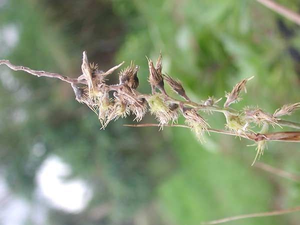 Cenchrus agrimonioides — related species from the same genus