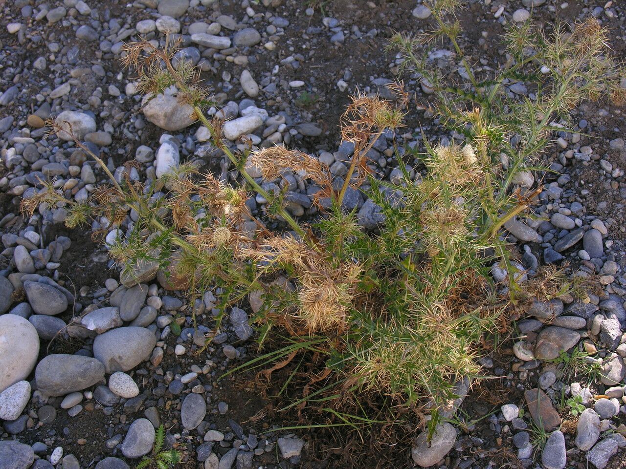 Cirsium falconeri habit