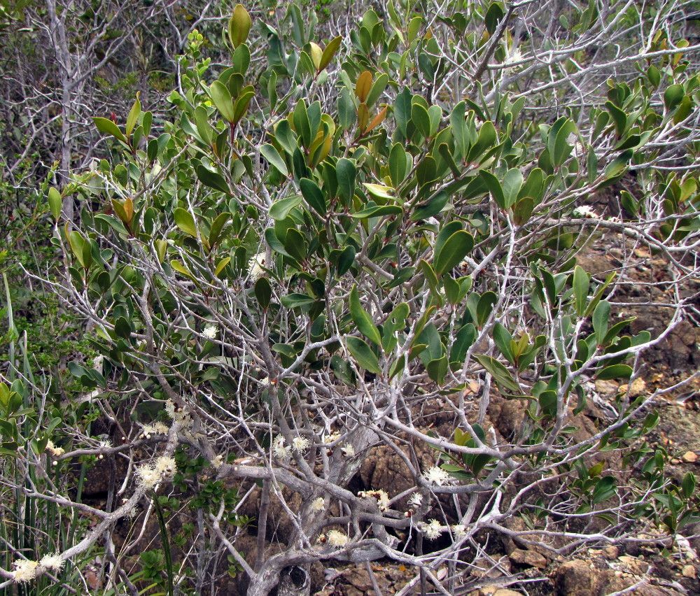 Eugenia mackeeana habit