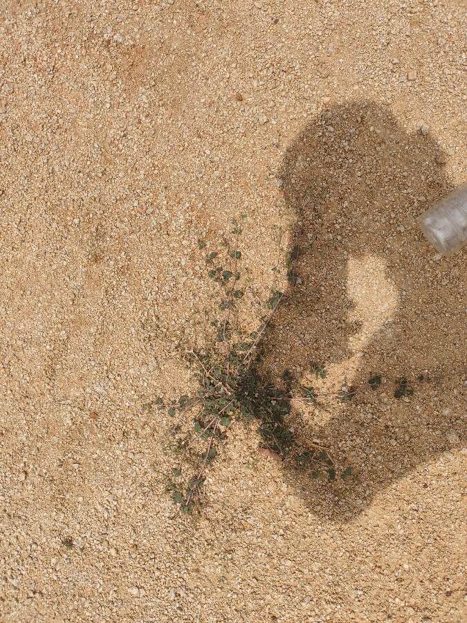 Boerhavia repens habit