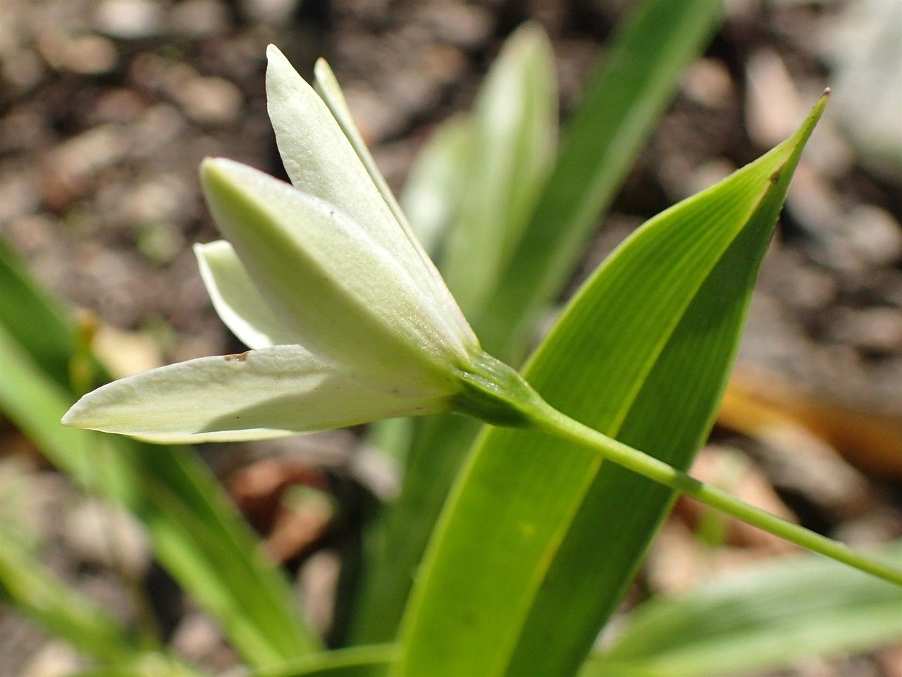 Xerophyta elegans — search result for 'Dracaena'