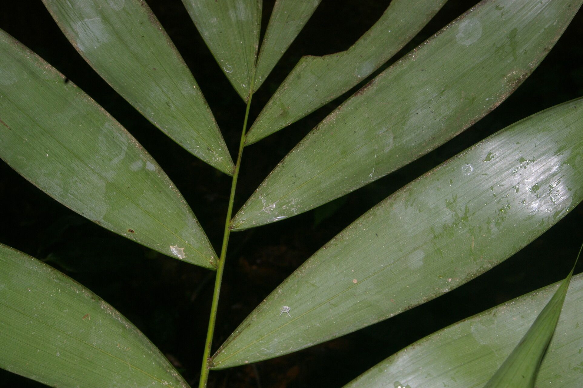 Neonicholsonia watsonii fruit