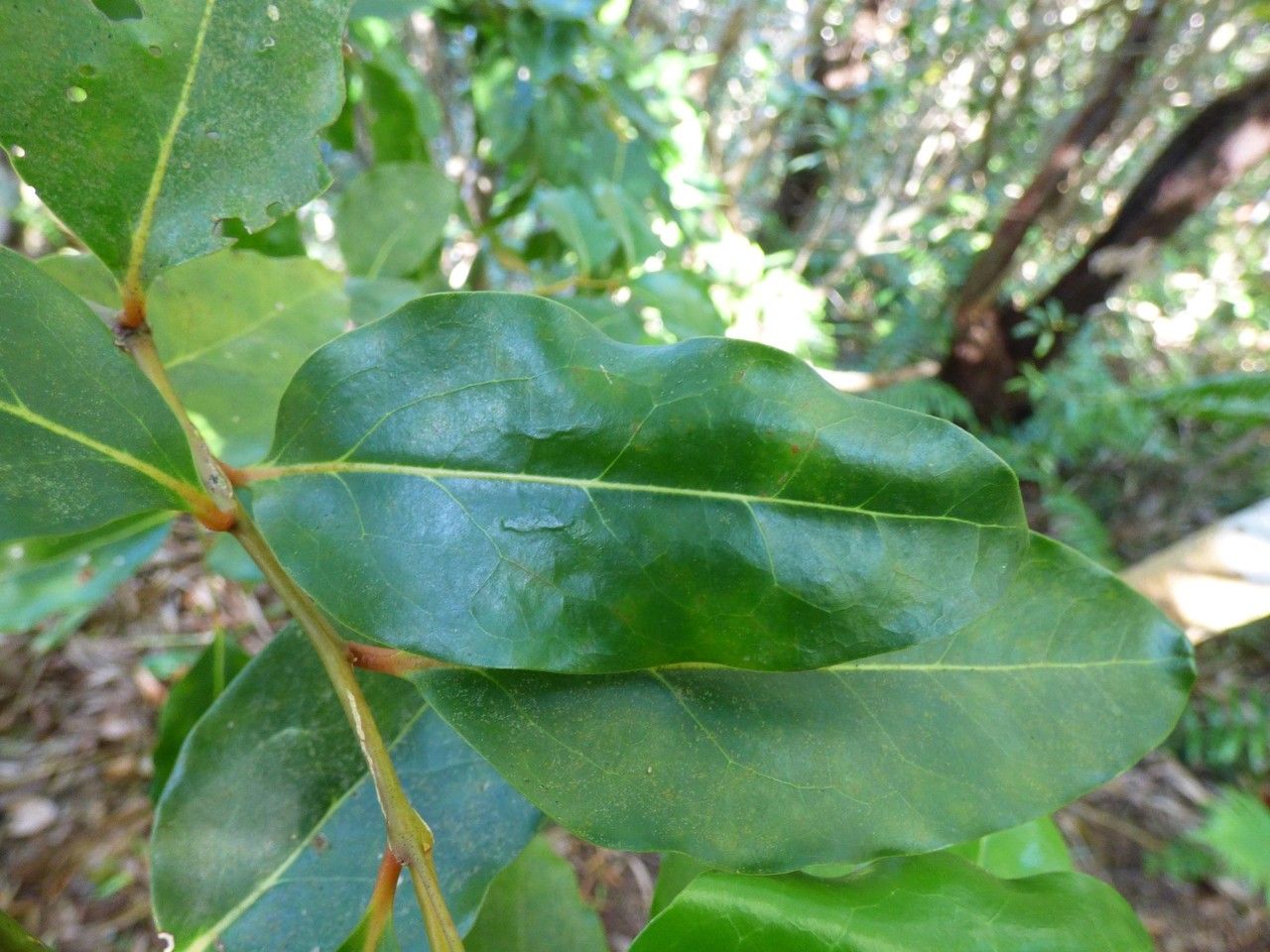 Olax psittacorum leaf
