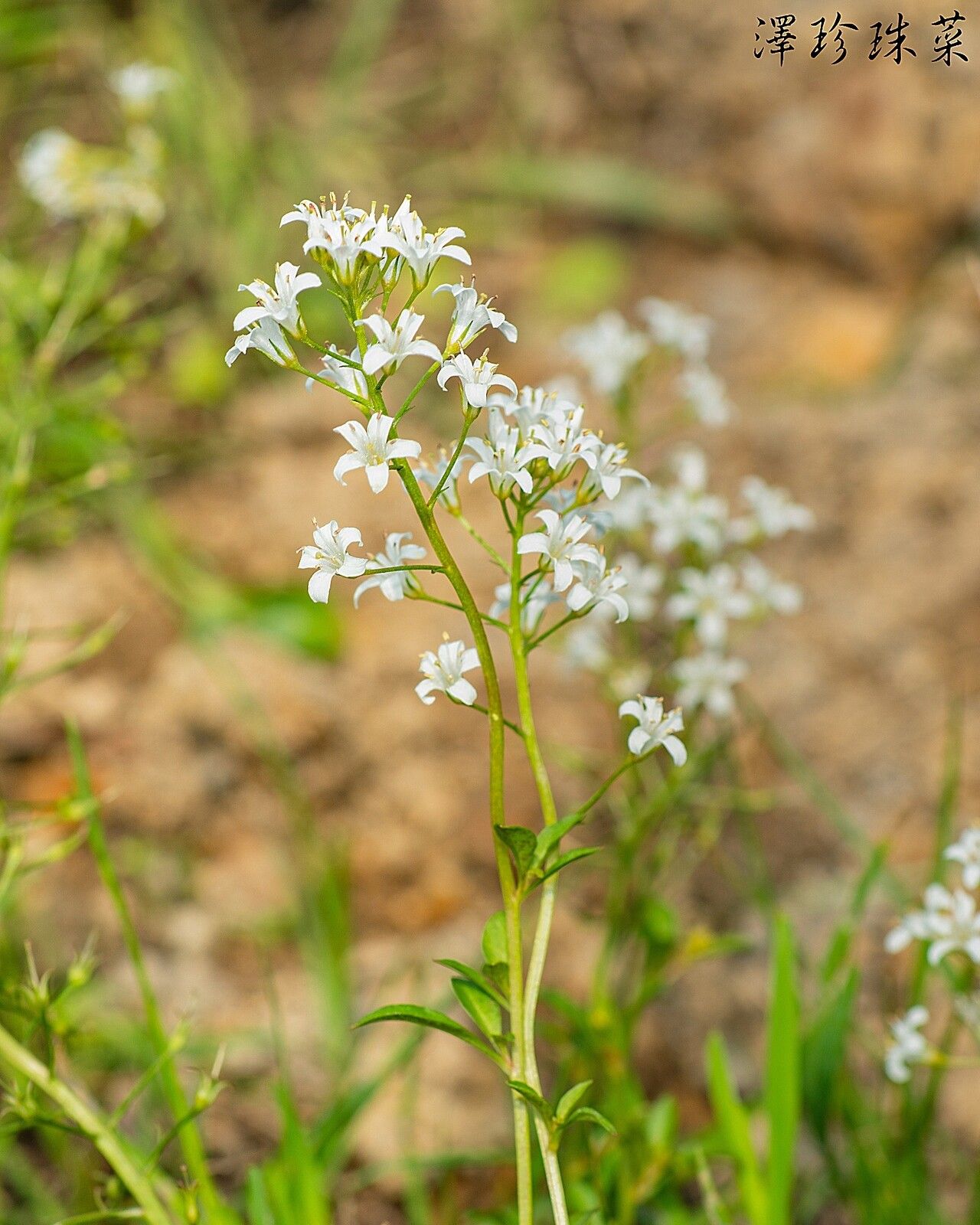 Lysimachia candida habit