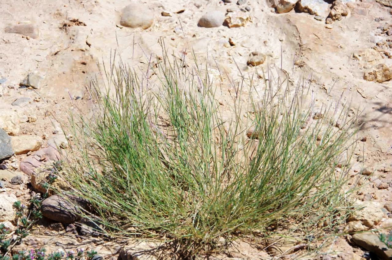 Dichanthium foveolatum habit
