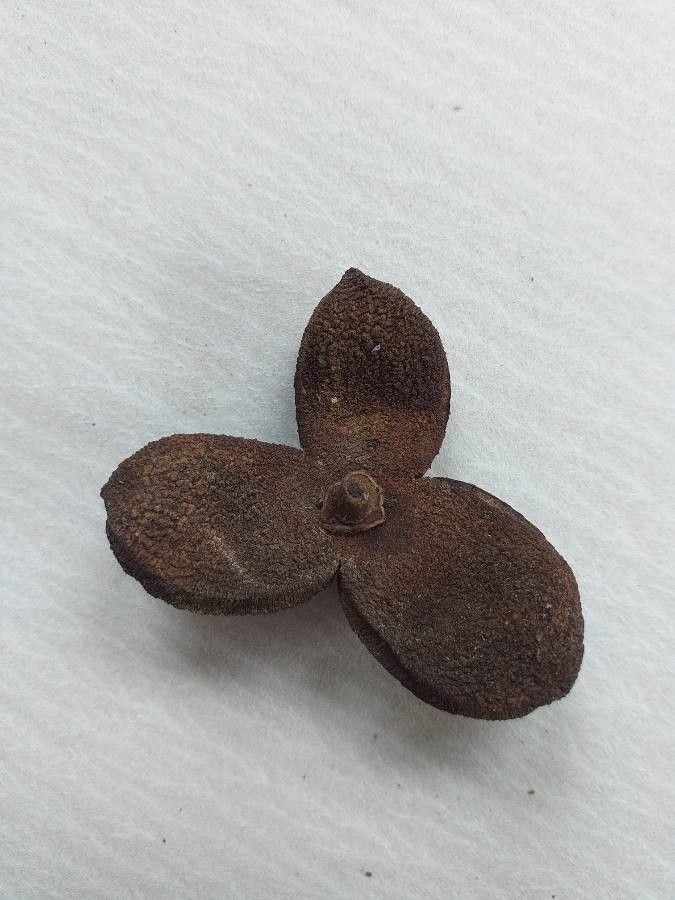 Eucalyptus buprestium other