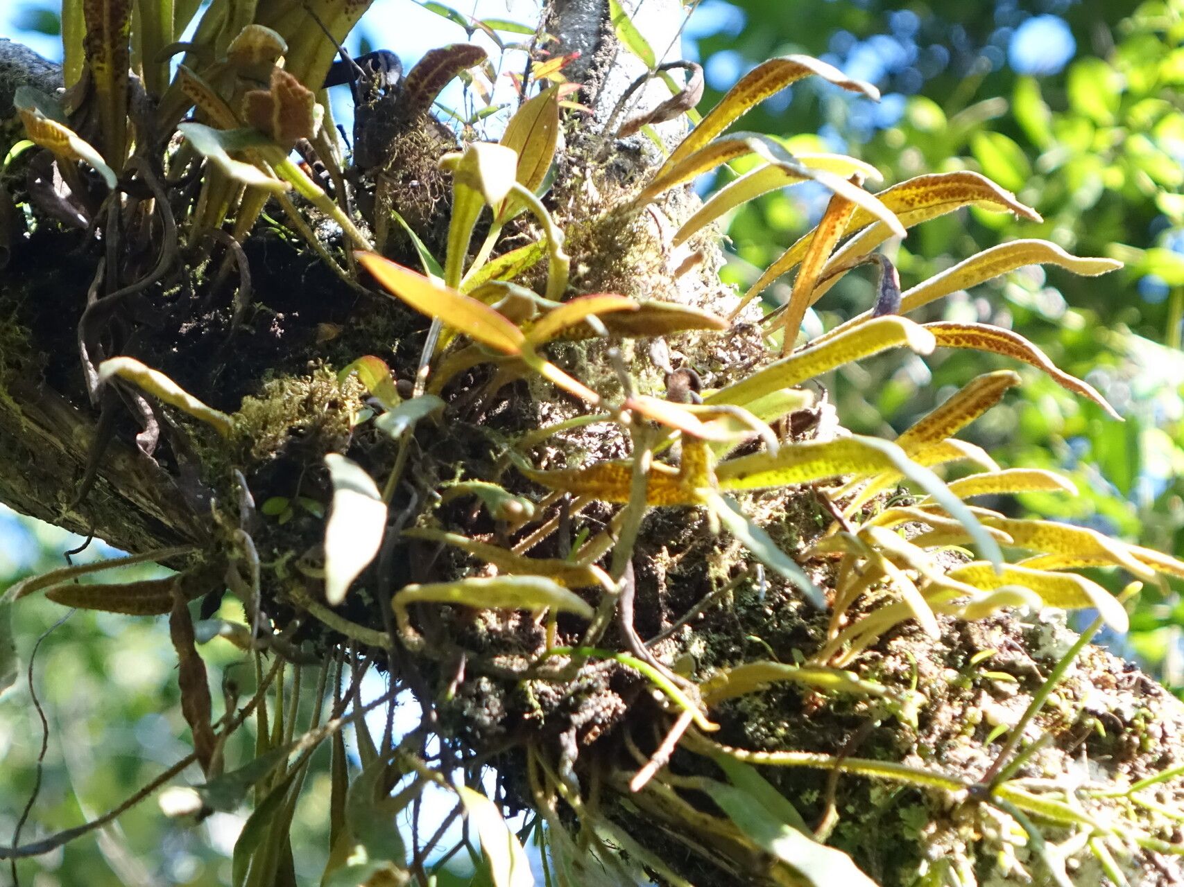 Pyrrosia rhodesiana — houseplant care guide