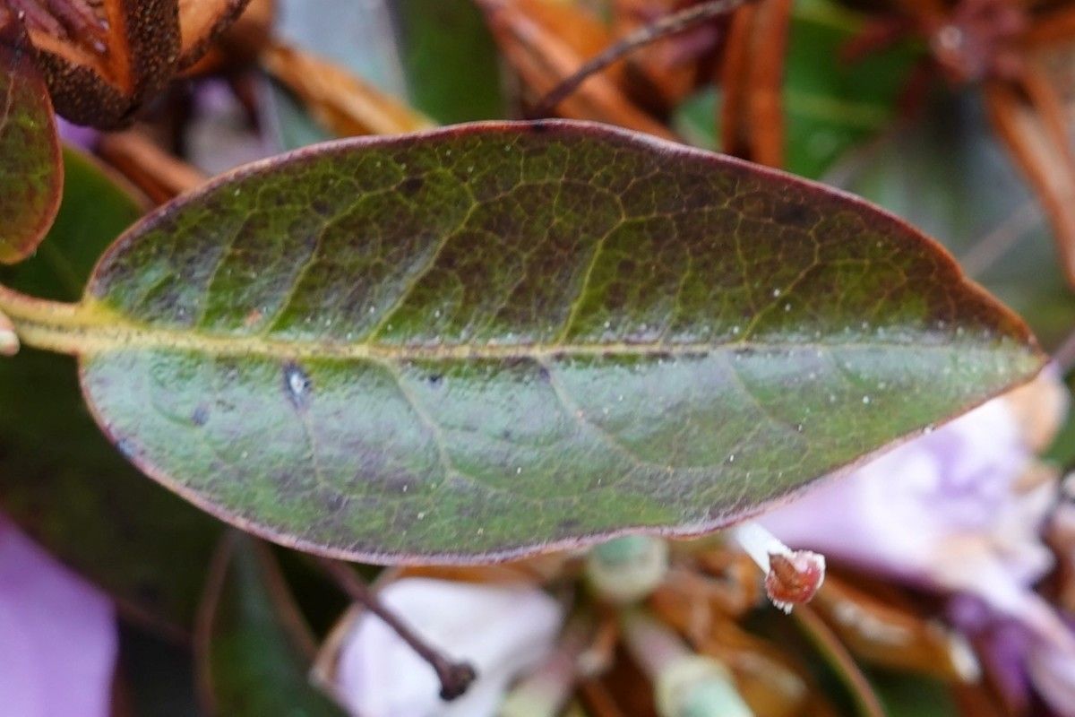 Rhododendron siderophyllum leaf