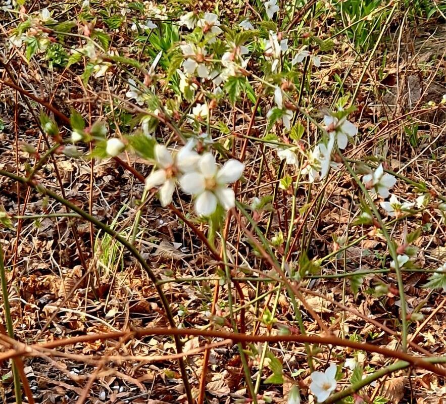 Rubus palmatus habit