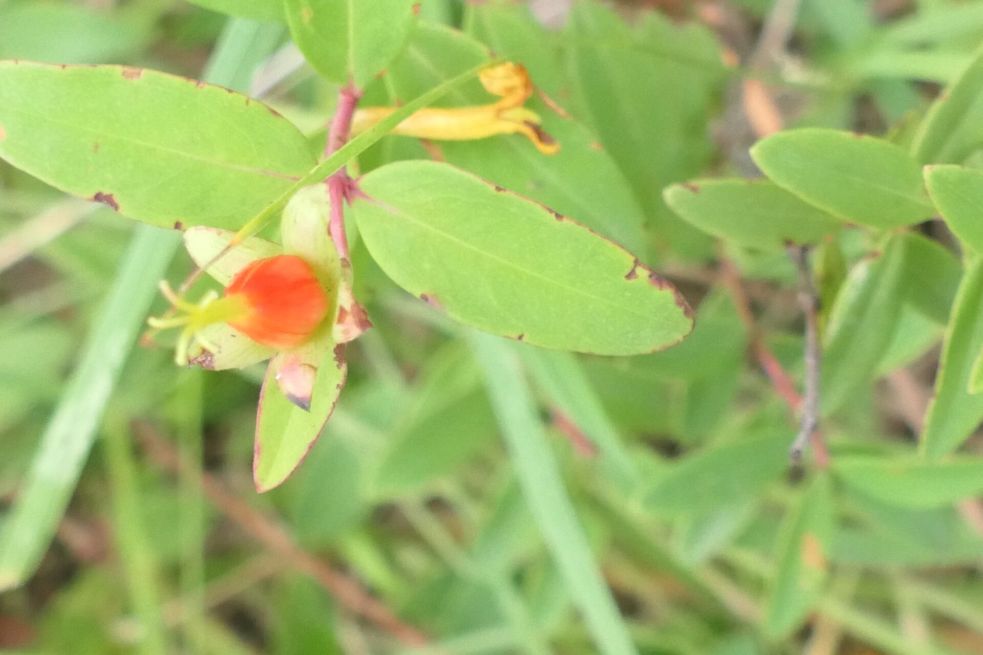 Hypericum aethiopicum