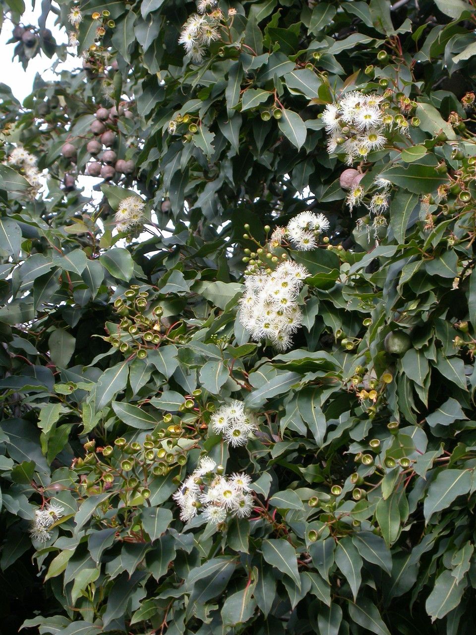 Corymbia ficifolia leaf