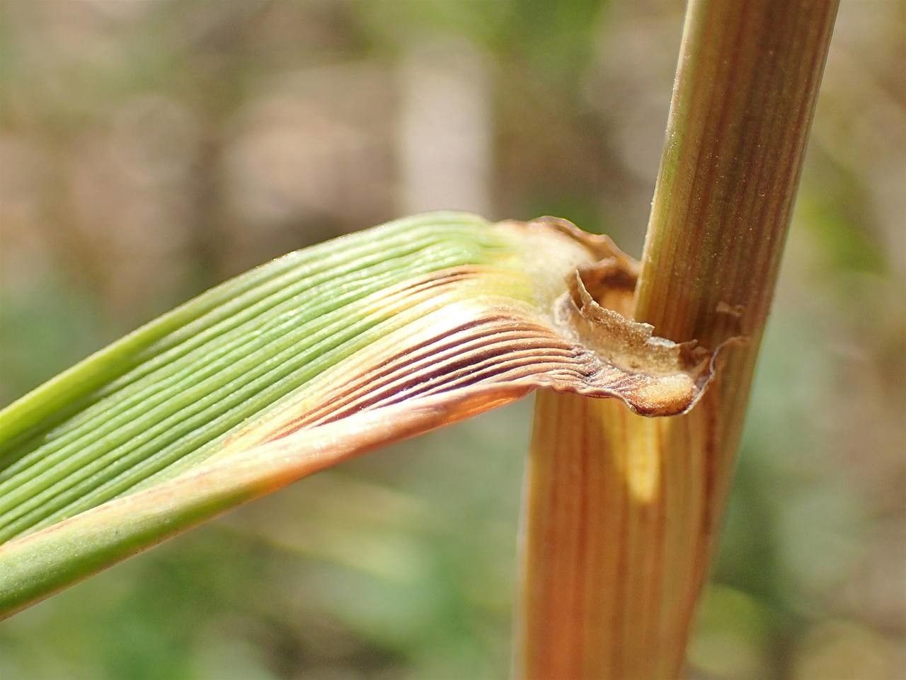 Lolium temulentum habit