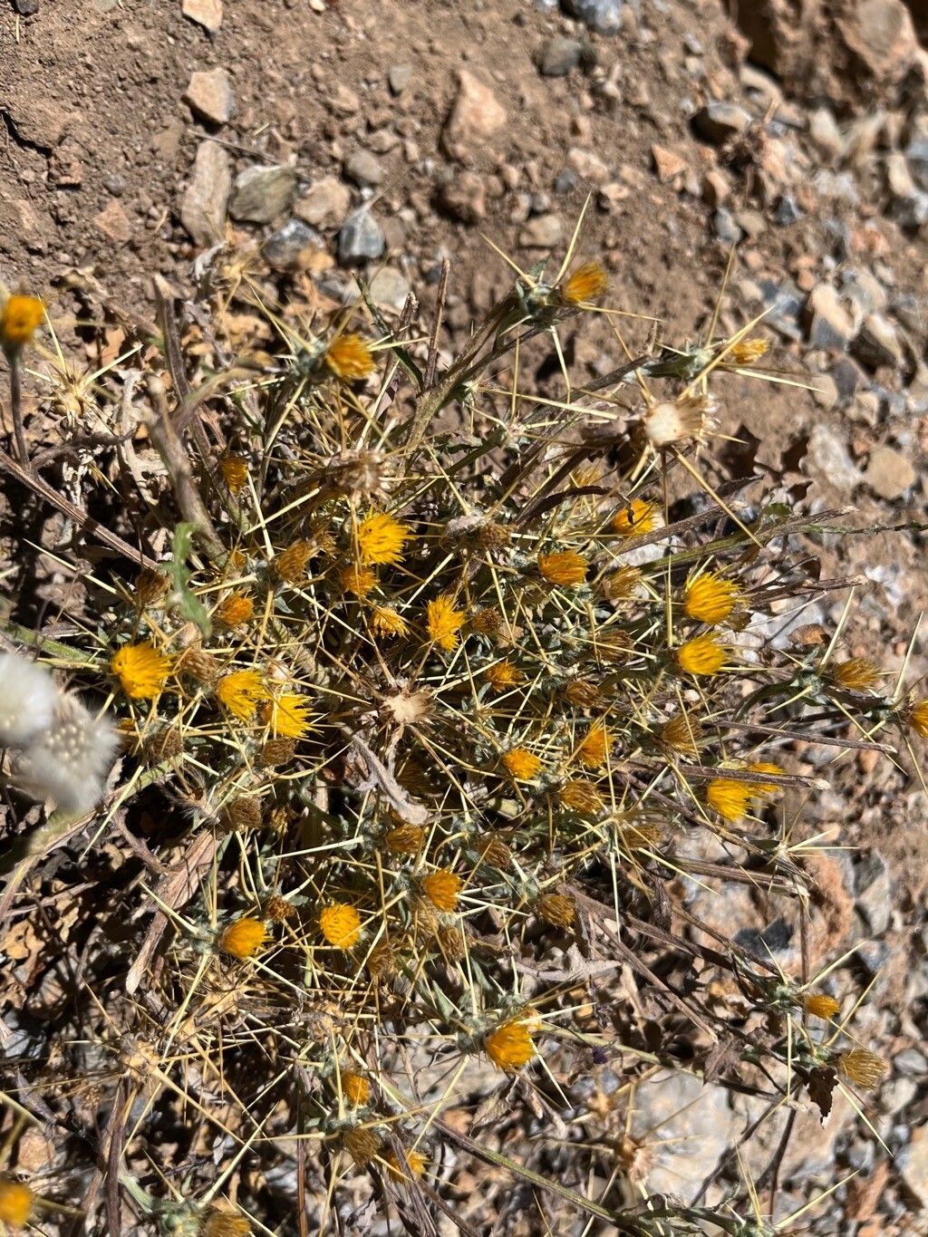 Centaurea idaea flower
