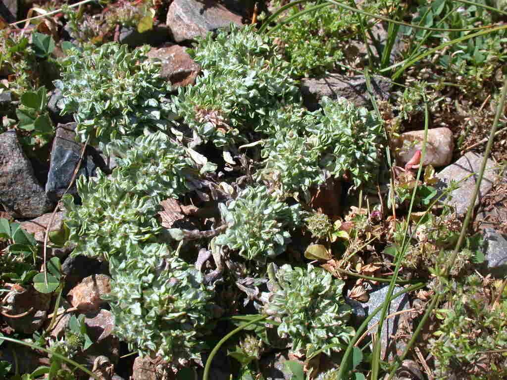 Filago discolor — search result for 'Filago'