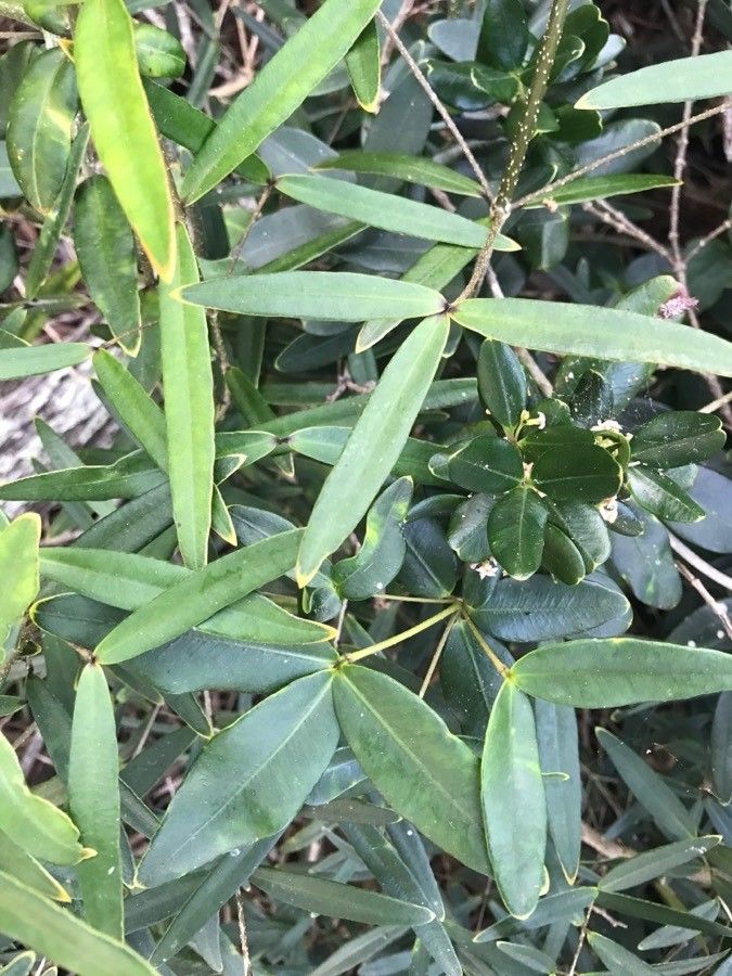 Alyxia clusiophylla — related species from the same genus