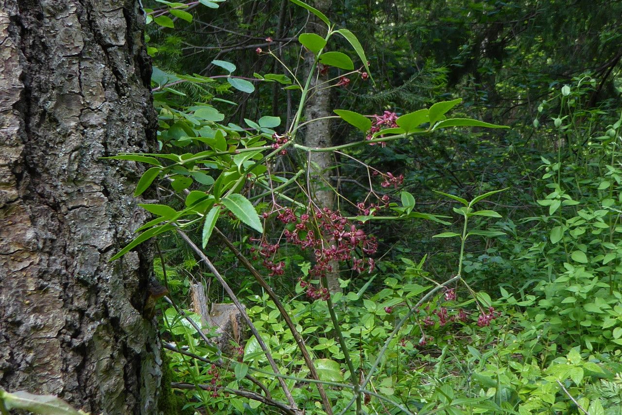 Euonymus semenovii — search result for 'Euonymus'