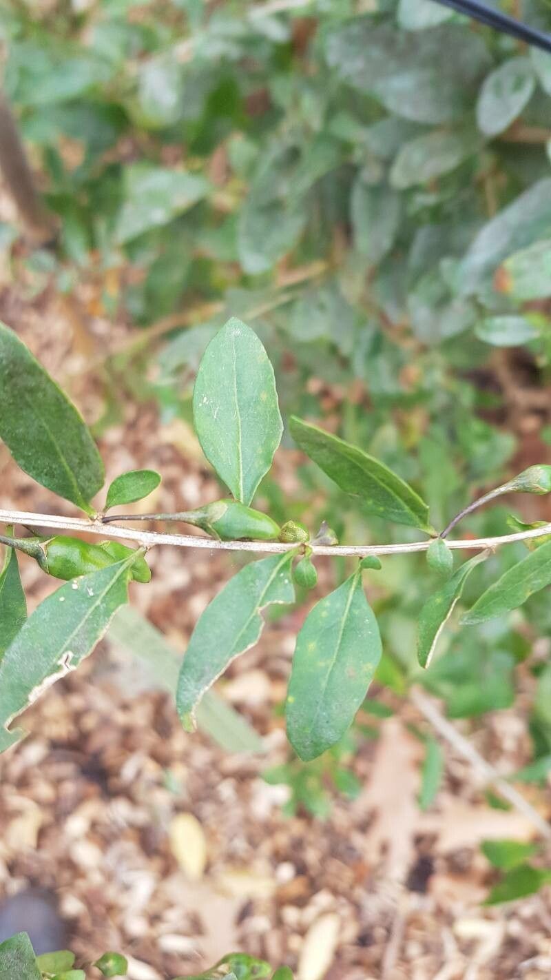 Lycium dasystemum leaf