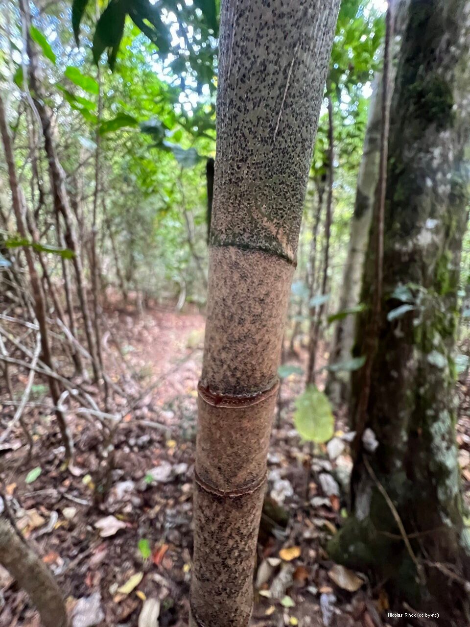 Basselinia eriostachys bark