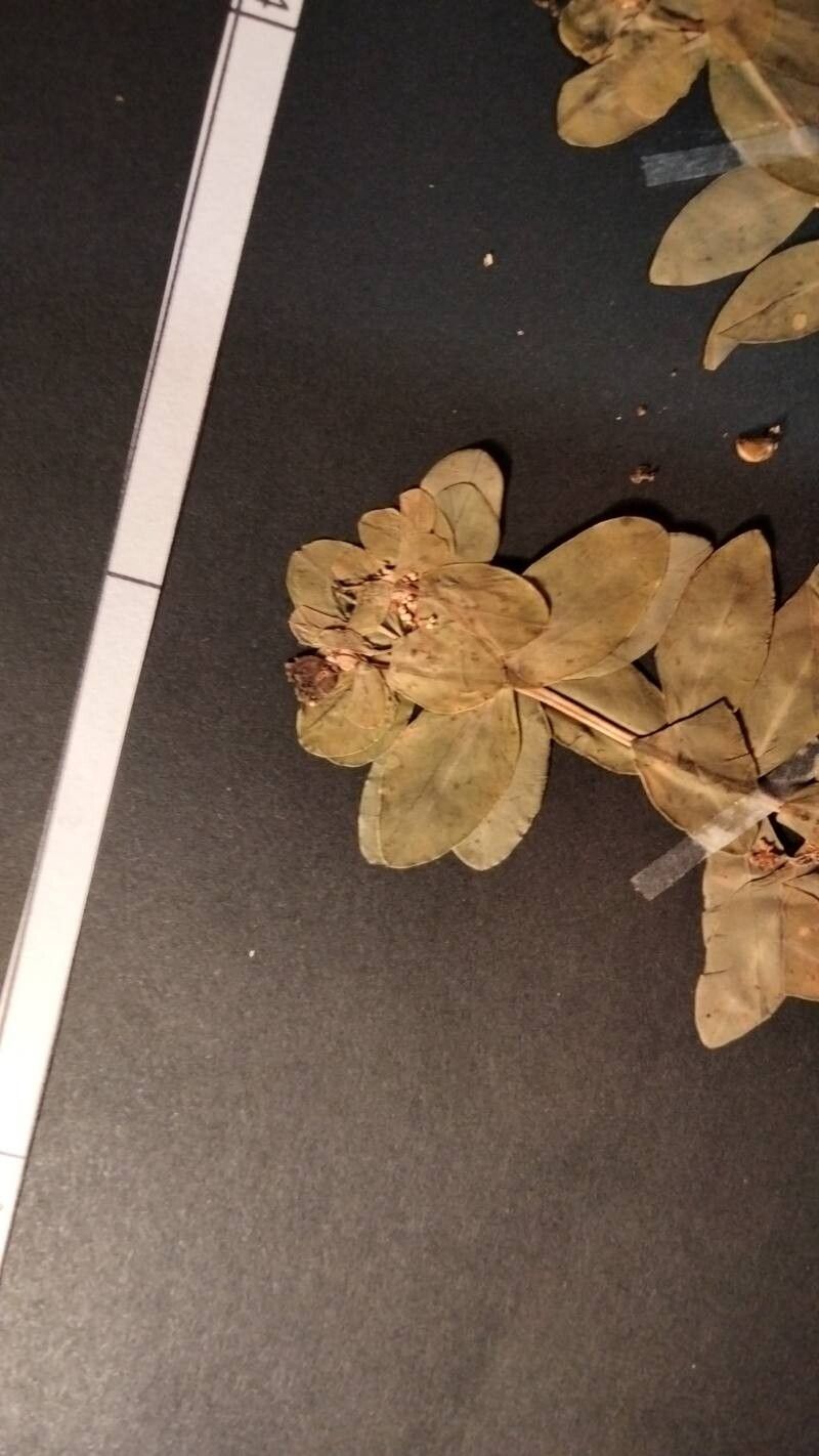 Euphorbia hierosolymitana flower