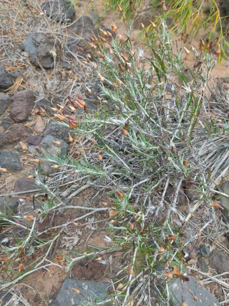 Phagnalon purpurascens leaf