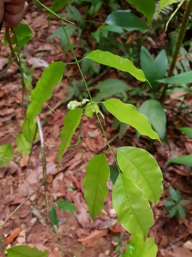 Protium santamariae leaf