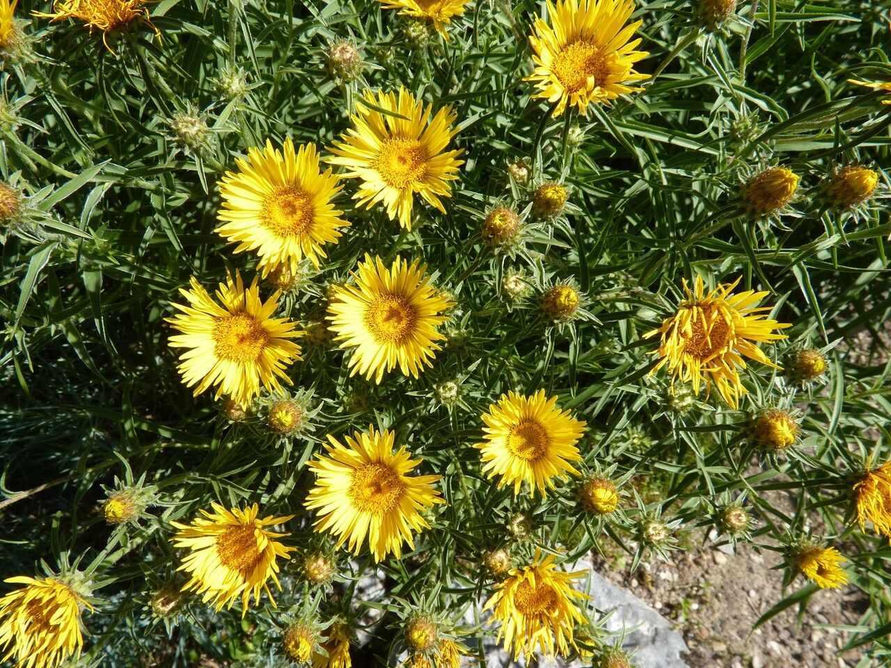 Inula ensifolia flower