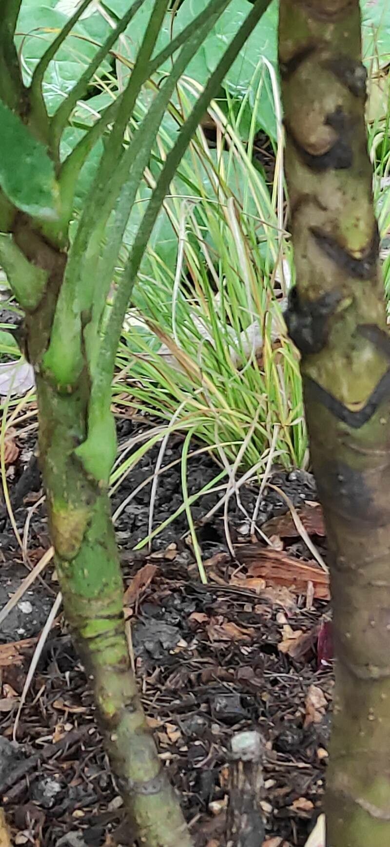 Fatsia polycarpa bark