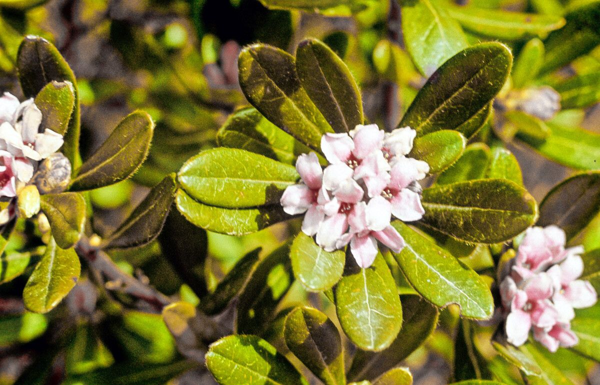 Daphne sericea flower