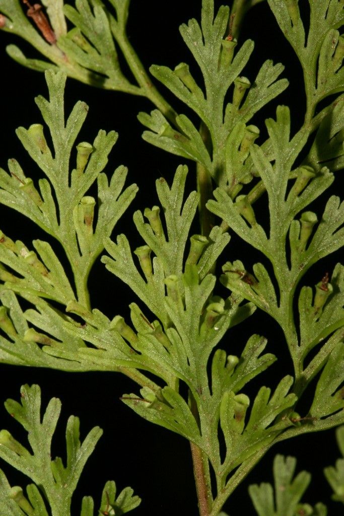 Vandenboschia maxima — related species from the same genus