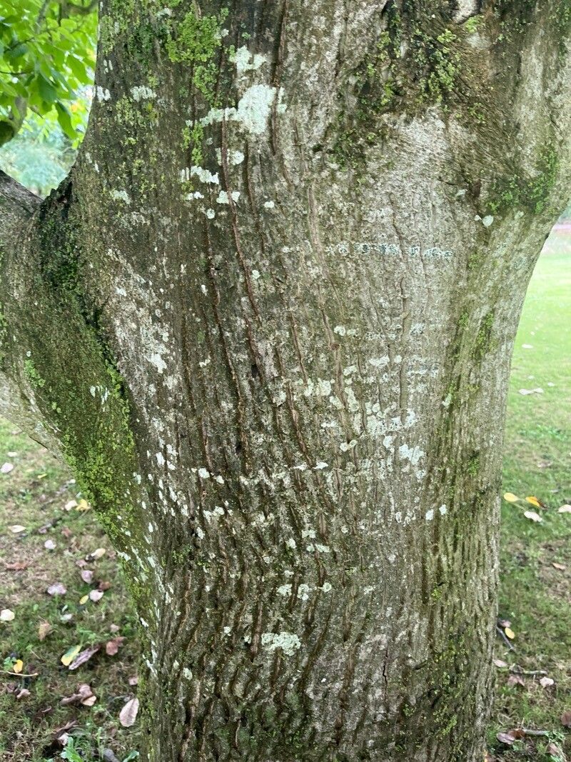 Juglans × intermedia bark