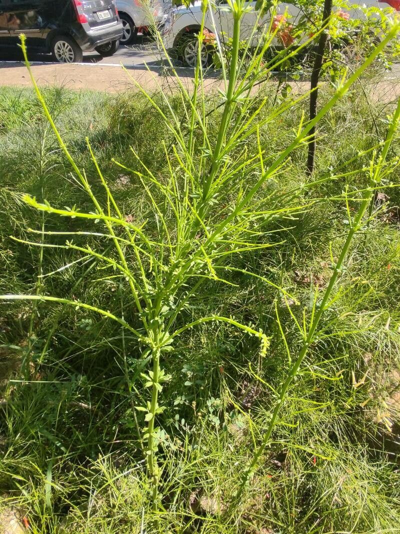 Physostegia digitalis habit