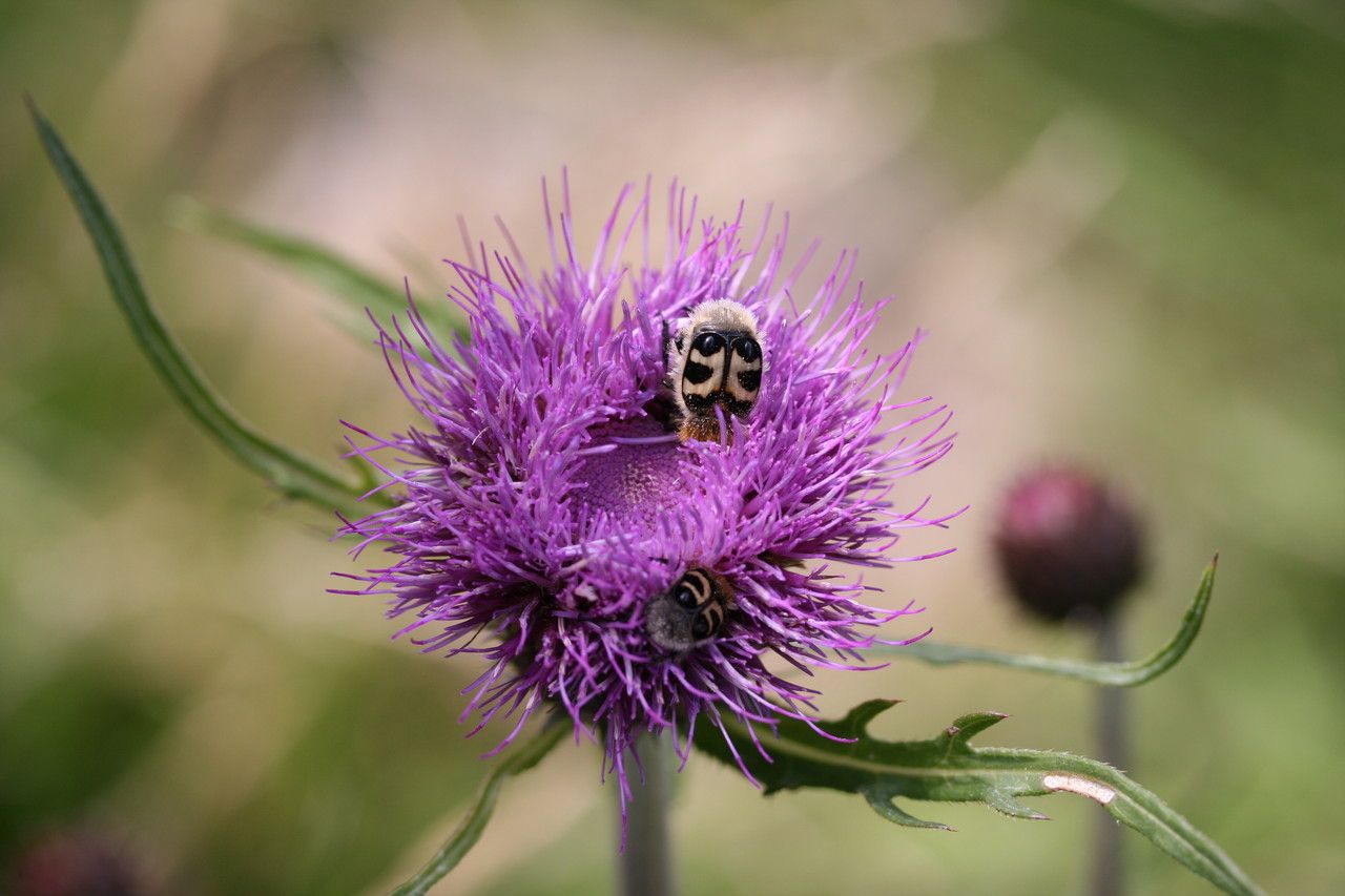 Cirsium heterophyllum flower