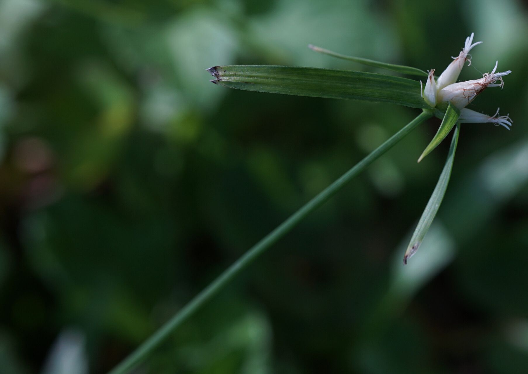 Rhynchospora pubera flower
