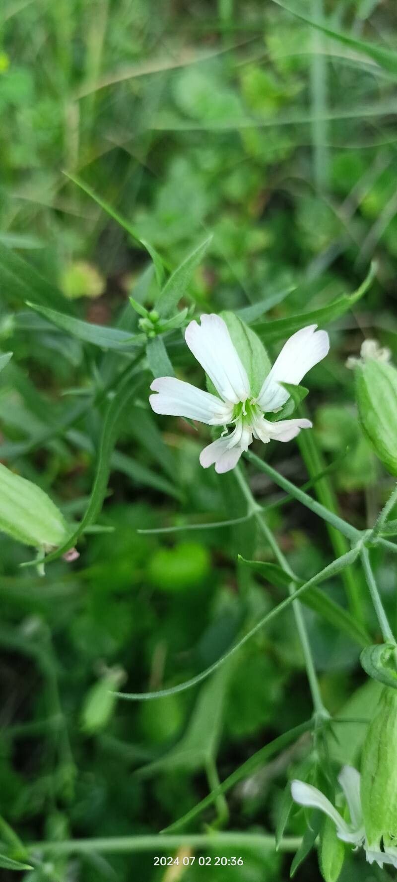 Silene procumbens flower